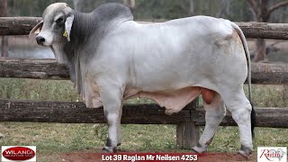 Lot 39 Raglan Mr Neilsen 4253 [upl. by Llacam916]