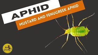 Agriculture Biology Class 12  Chapter  3 Mustard And Fenugreek Aphid  Life Cycle of Aphids [upl. by Dranreb]