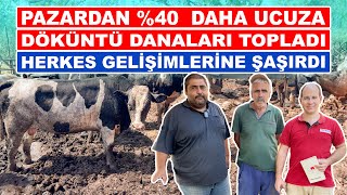 Pazardan  Daha Ucuza  Döküntü Danaları Topladı  Herkes Gelişimlerine Şaşırdı [upl. by Gnouh783]