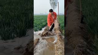 Wheat field irrigation process [upl. by Kendra986]