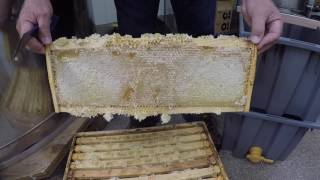 Extracting Honey The Basics [upl. by Schacker]