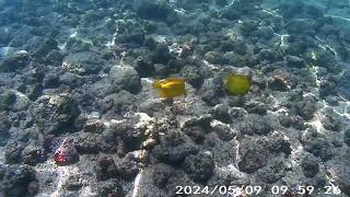 Snorkeling in Hawaii Kealakekua Bay [upl. by Us]