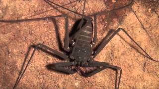 New record of a Whip Spider [upl. by Yvel]