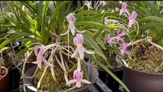 June 28 2024室外種植富貴蘭，做到這“兩點”，炎熱的夏天沒難度 Growing FUKIRANNeofinetia falcata [upl. by Acinor]