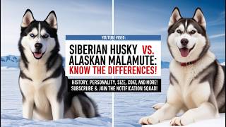 Siberian Husky vs Alaskan Malamute A Guide to Choosing Your Ideal Sled Dog siberianhusky [upl. by Hayse912]