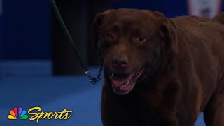 National Dog Show 2024 Sporting Group Full Judging  NBC Sports [upl. by Etnohc]