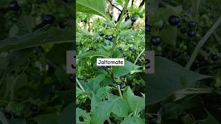 Jaltomate Un tomatito negro silvestre comestible naturaleza frutas plantas campo rancho [upl. by Brocklin]