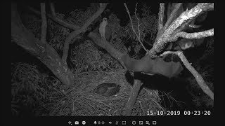 The bats congregate n jostle near the nest Ladys not concerned  ©SeaEagleCAM Team [upl. by Tyler222]