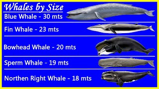 Top 5 Biggest Whales by Size and their real Whale Sounds Recordings Beautiful ♓ [upl. by Esiom]