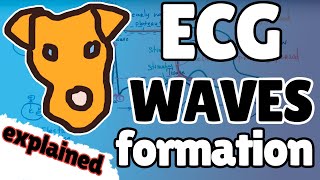 ECG Part 1 Electric activity Mechanisms of waves formation and basic ecg concepts [upl. by Ahsatal]