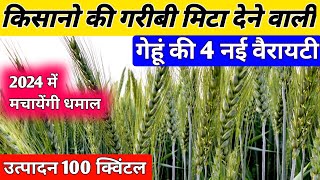 गेहूं की सबसे अधिक पैदावार देने वाली 4 नई वैरायटी ।। Wheat Top Variety in 2024 ।। गेंहू की नई किस्म [upl. by Clementi493]