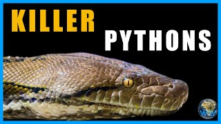 Pythons that Eat People [upl. by Banky]