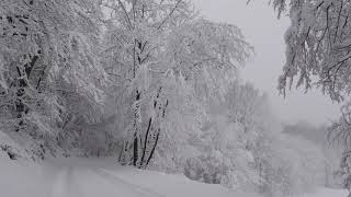 Relaxing Snowfall 2 Hours  Sound of Light Wind Breeze and Falling Snow in Forest Part 2 [upl. by Yzdnil955]