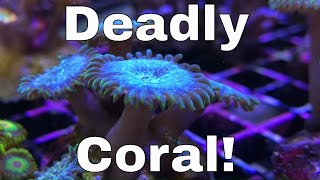 This Coral Will Kill You [upl. by Carlene400]