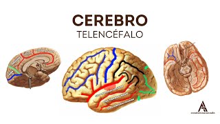 CEREBRO TELENCÉFALO Configuración Externa  Neuroanatomía [upl. by Merrell289]