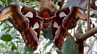 Attacus atlas [upl. by Georgette120]