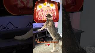 Bacon Bacon Bacon [upl. by Nilyac]