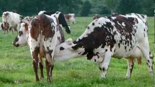 Vaches sélectionnées pour la régulation de la production laitière [upl. by Yendyc]