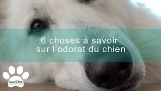 6 choses à savoir sur lodorat du chien  Assur OPoil [upl. by Rheba]