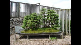 Deciduous beech Nothofagus gunnii [upl. by Giamo]