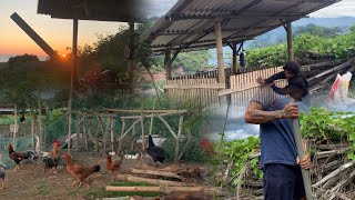 Morning Chores In The Farm  Feeding Livestocks  Building The Pig Pen From Start To Finish [upl. by Ahsienel]