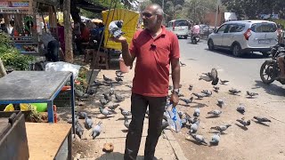 high flyer kabootar 😭 falcon attack pigeon  kabutar 91Days [upl. by Doherty]