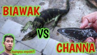 IKAN CHANNA VS BIMBO BIAWAK JUMBO [upl. by Sommers809]