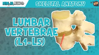 Lumbar Vertebrae L1L5 Anatomy [upl. by Abramson]