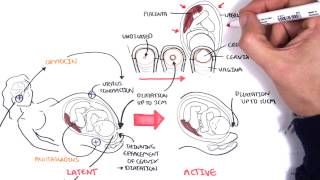 Obstetrics  Stages of Labour [upl. by Ezalb]