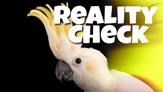 Warning The Truth About Cockatoos [upl. by Barny]