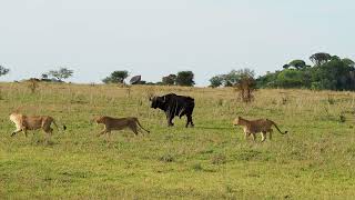 Cape Buffalo Bully Pride of Lions [upl. by Viridis]