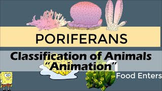 CLASSIFICATION OF ANIMALS  Biology Animation [upl. by Dnomsed607]