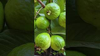 🌿How to grow guava tree great way to propagate guava tree by air layering using a carrot🥕guava [upl. by Shiller]