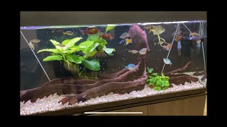 Australian Native Rainbowfish Office Tank  Water change day [upl. by Nadia]