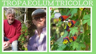 How to grow Tropaeolum tricolor also know as the Chilean nasturtium its a sensational climber [upl. by Yelbmik518]