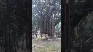 Banyan tree banyan banyantree banyantree nature naturalattractions [upl. by Pelligrini]