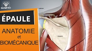 Origine des douleurs et fonctionnement de lépaule Comprendre lanatomie et la biomécanique [upl. by Dunseath]