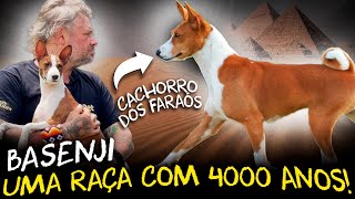 BASENJI O MISTERIOSO CÃO AFRICANO COM 4000 ANOS DE HISTÓRIA [upl. by Merrile]