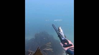 Almost 2 in one shot Spearfishing cornwall spearfishing [upl. by Annayk274]