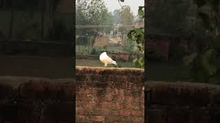 original kabuter shortvideo pigeon clips viralvideo vintage travel fashion attitude [upl. by Germaun]