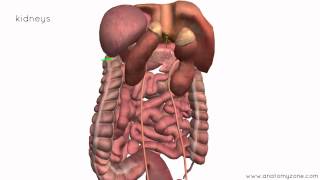 Peritoneal Cavity  Part 4  Intraperitoneal and Retroperitoneal Organs  Anatomy Tutorial [upl. by Rosol456]