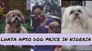 Lhasa Apso Dog Price in Nigeria [upl. by Nerret622]