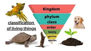 Classification of Living Things 1 [upl. by Alta477]