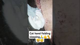 Cat hand folding sleeping funny cat lover cat sleeping cute [upl. by Jaquelyn]