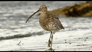 Birds of Ireland The Curlew amp its haunting song [upl. by Divaj775]