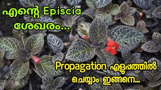 Episcia Plant varieties and Propagation Malayalam [upl. by Ylrebma476]