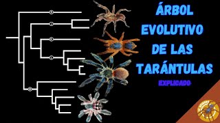 EXPLICANDO TODA LA EVOLUCIÓN Y DIVERSIDAD DE TARÁNTULAS [upl. by Allertse]