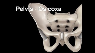 Pelvis Osteology Os coxa [upl. by Atinehc]