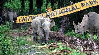 Nepal Chitwan National Park Full Tour Information  Sagar Chhetri [upl. by Alica117]