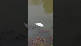 Swan on the River Avon drone shot swan River cotswolds birds drone djimini4pro wildlife dji [upl. by Ahsiet]